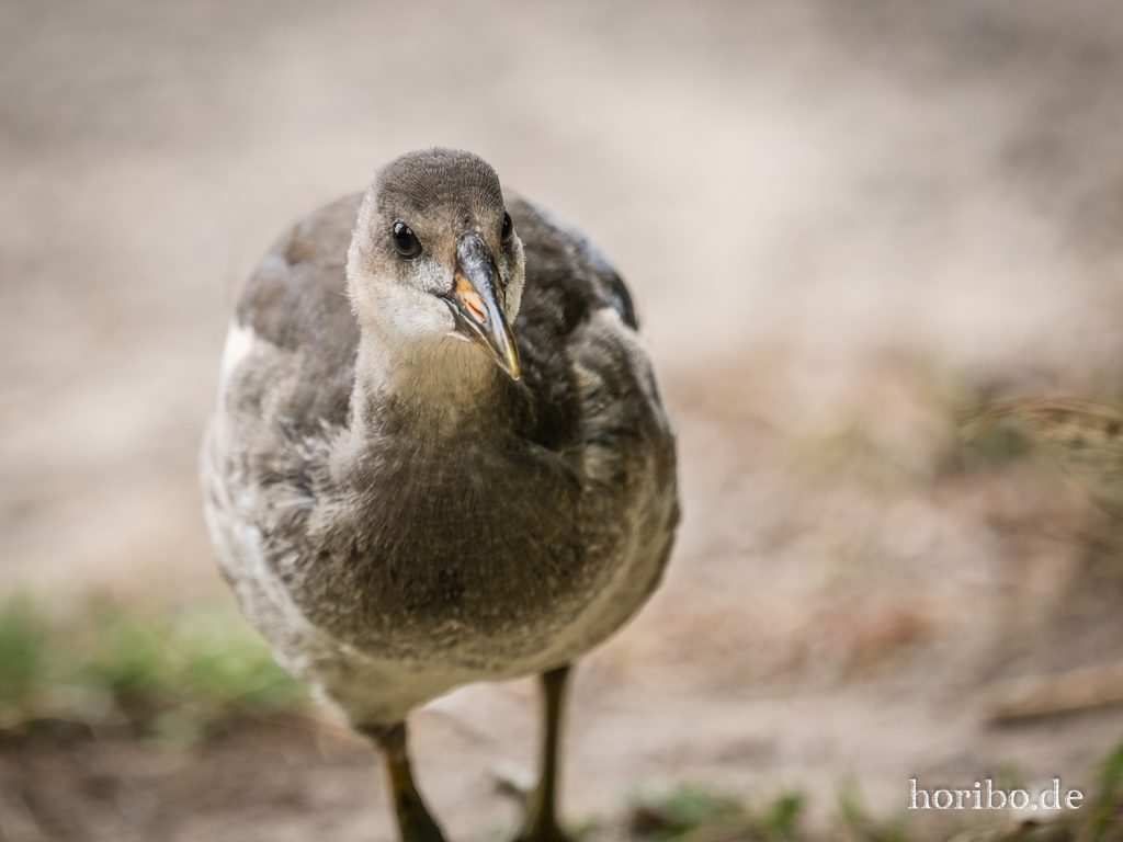 Teichralle, Alter Botanischer Garten Marburg