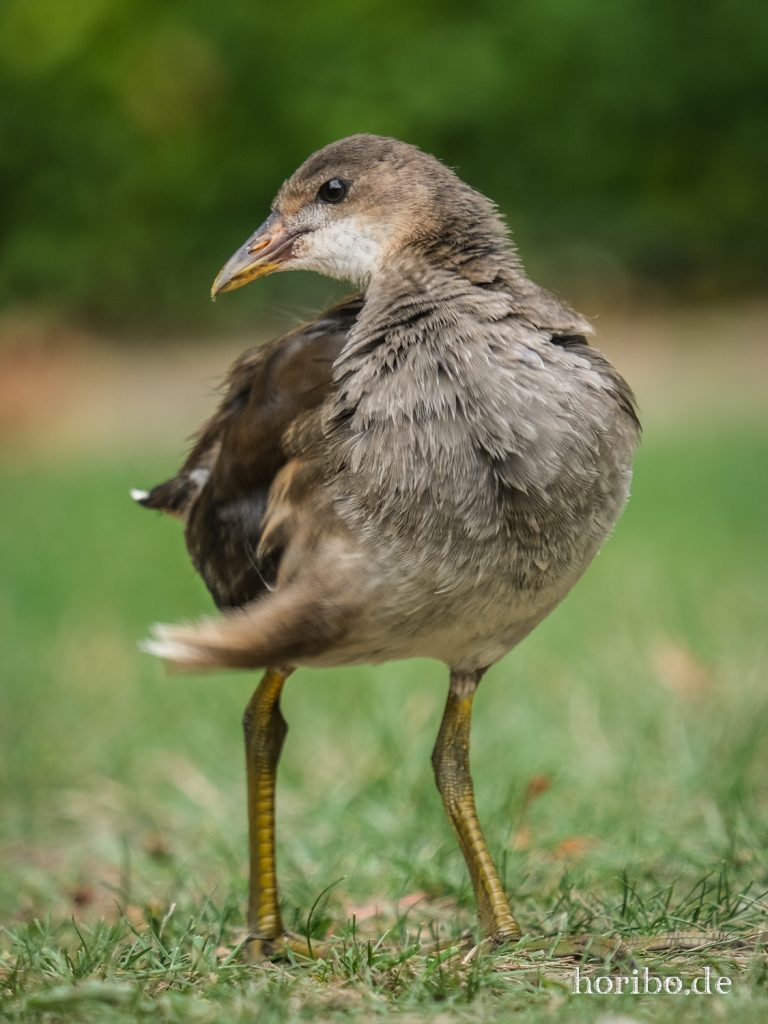 Teichralle, Alter Botanischer Garten Marburg