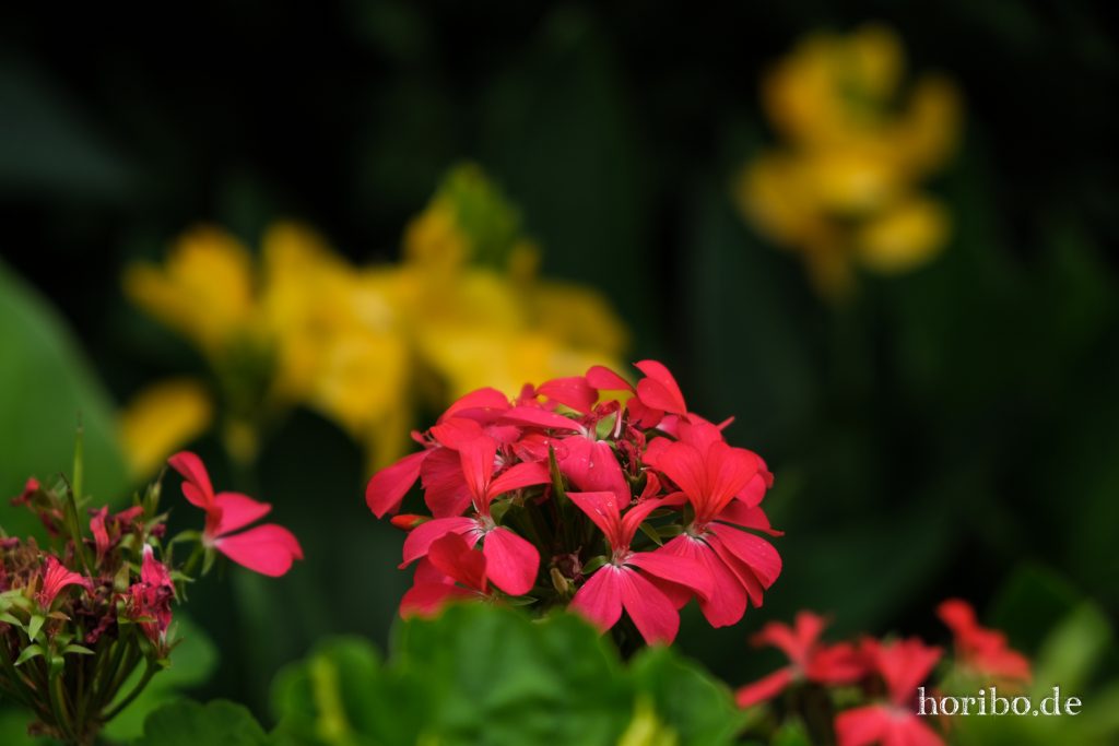 Neuer Botanischer Garten Marburg