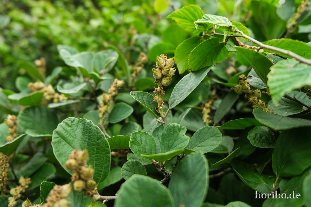 Neuer Botanischer Garten Marburg