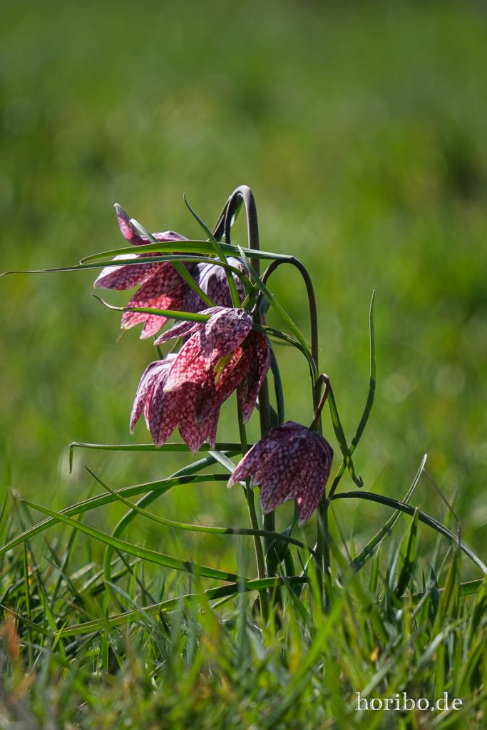 HR-21-04-23-10-53-43-0219