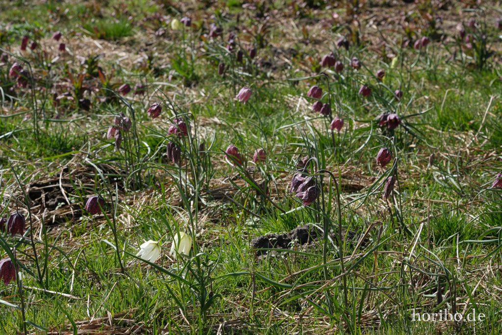 HR-21-04-23-10-56-32-0224