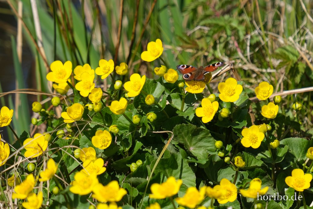 HR-21-04-23-11-34-50-0286