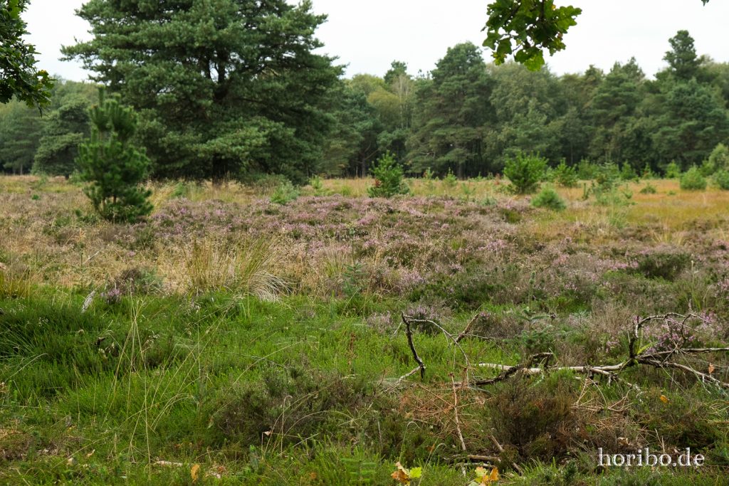 HR-21-09-06-13-45-45-2005