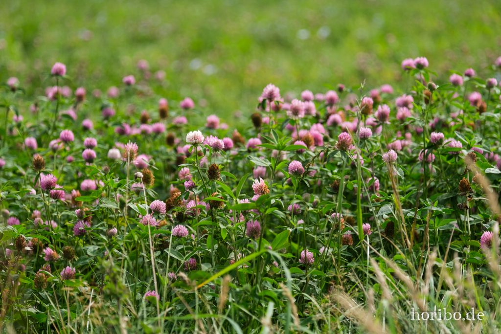 HR-21-09-07-12-22-16-2071