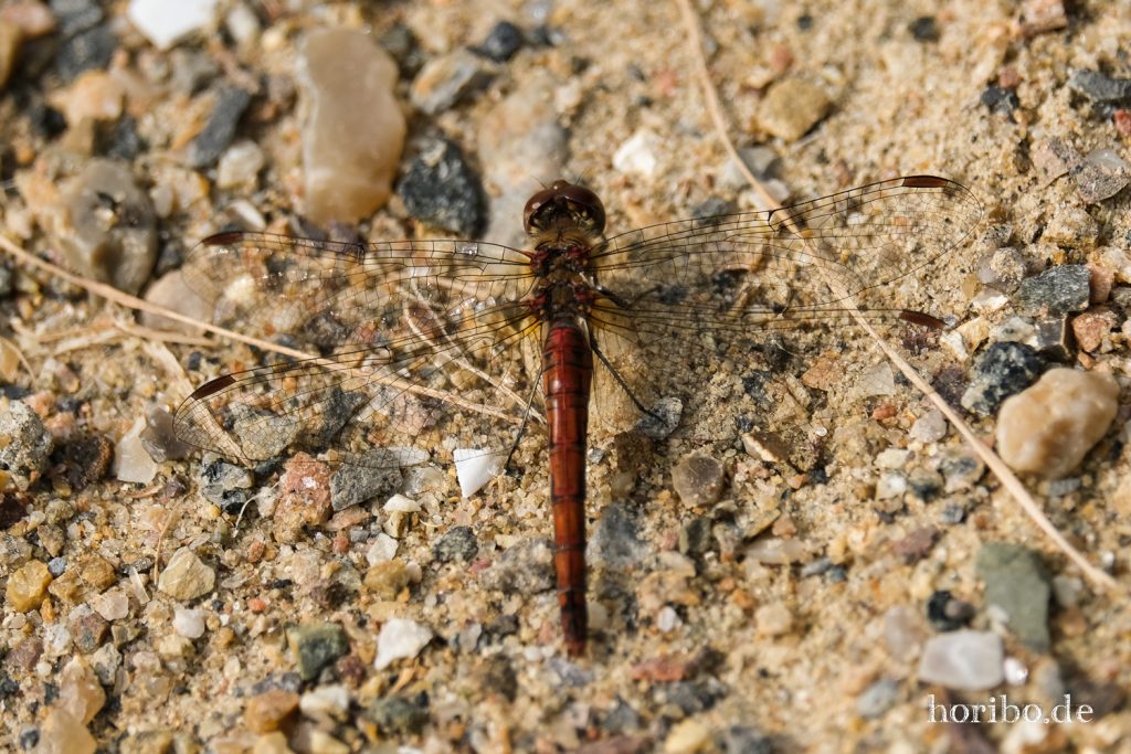 HR-21-09-07-12-37-52-2097