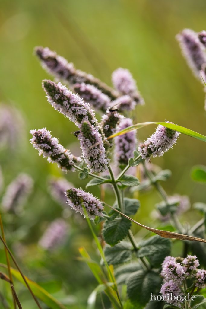 HR-21-09-07-12-48-33-2107