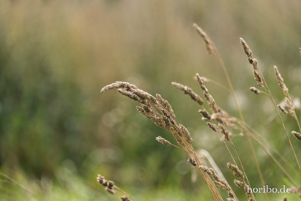 HR-21-09-07-12-50-06-2109