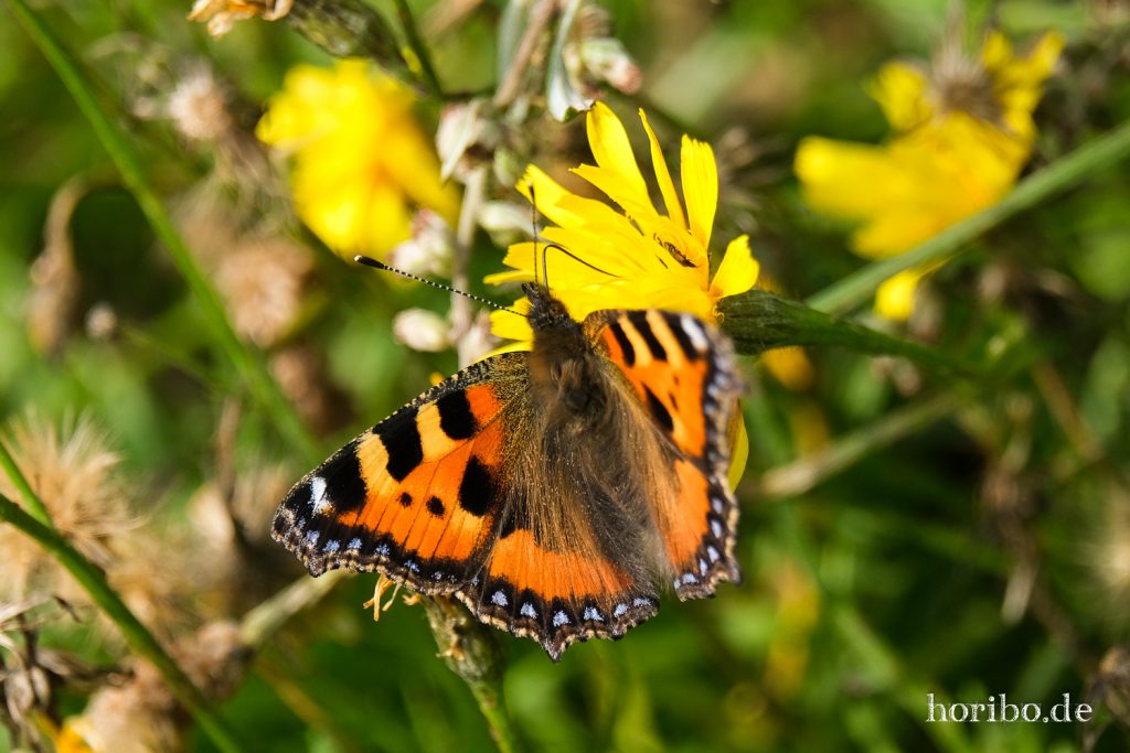 HR-21-09-07-12-55-42-2116