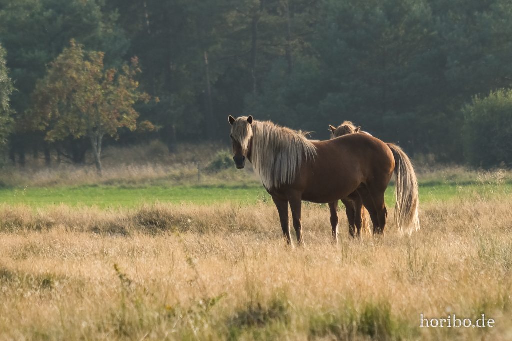 HR-21-09-07-16-52-32-2132