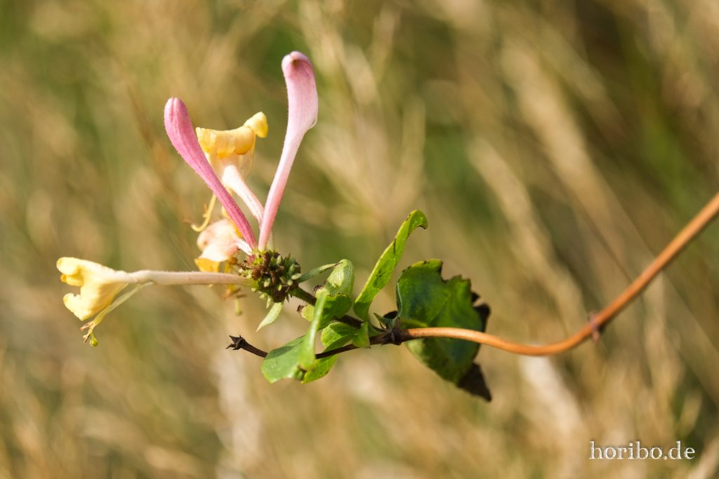 HR-21-09-08-14-30-58-2287