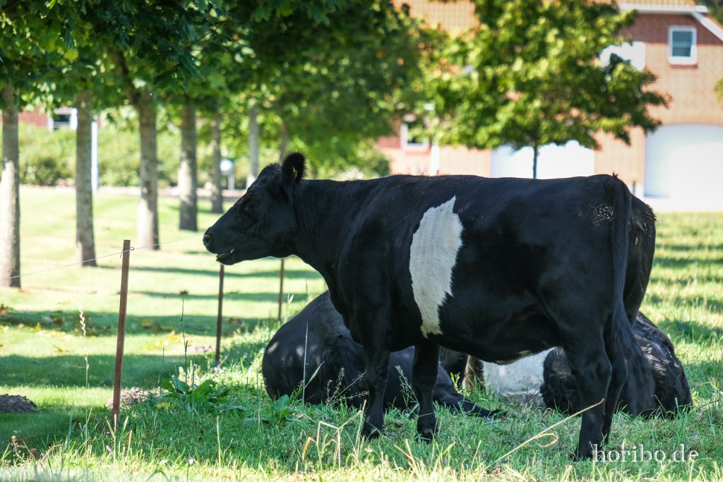 HR-21-09-09-11-23-49-2306