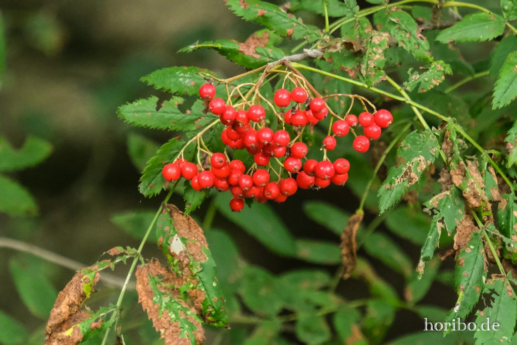 HR-21-09-10-12-03-25-2383