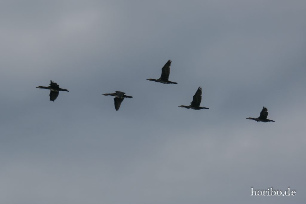 HR-21-09-10-15-10-25-2408