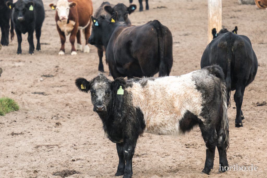 HR-21-09-10-15-24-46-2431