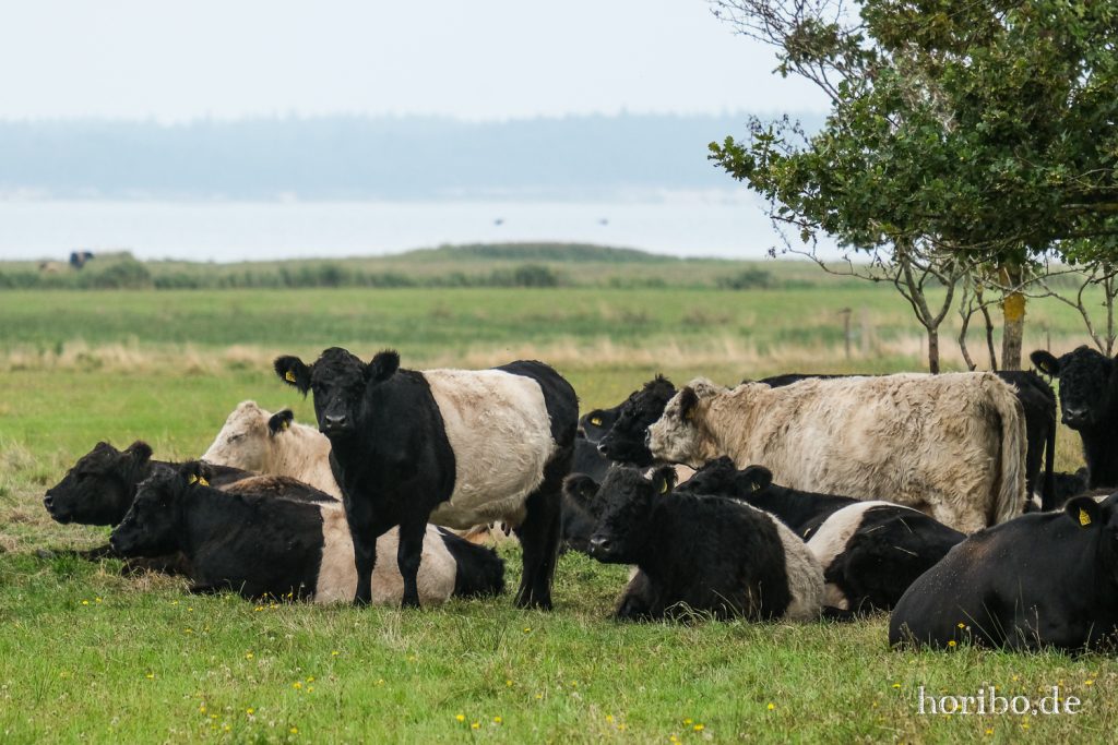 HR-21-09-10-16-13-21-2476