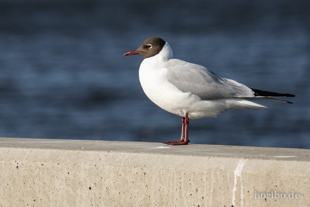 HR-22-04-25-17-57-37-3643