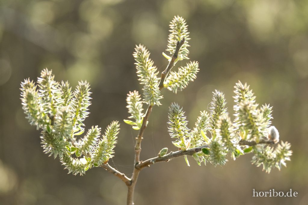 HR-22-04-25-18-02-39-3666