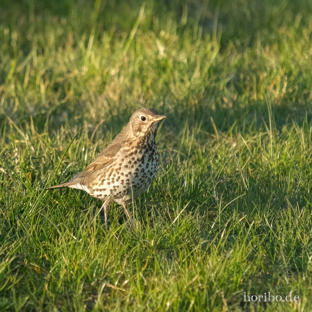 HR-22-04-25-19-47-51-3703