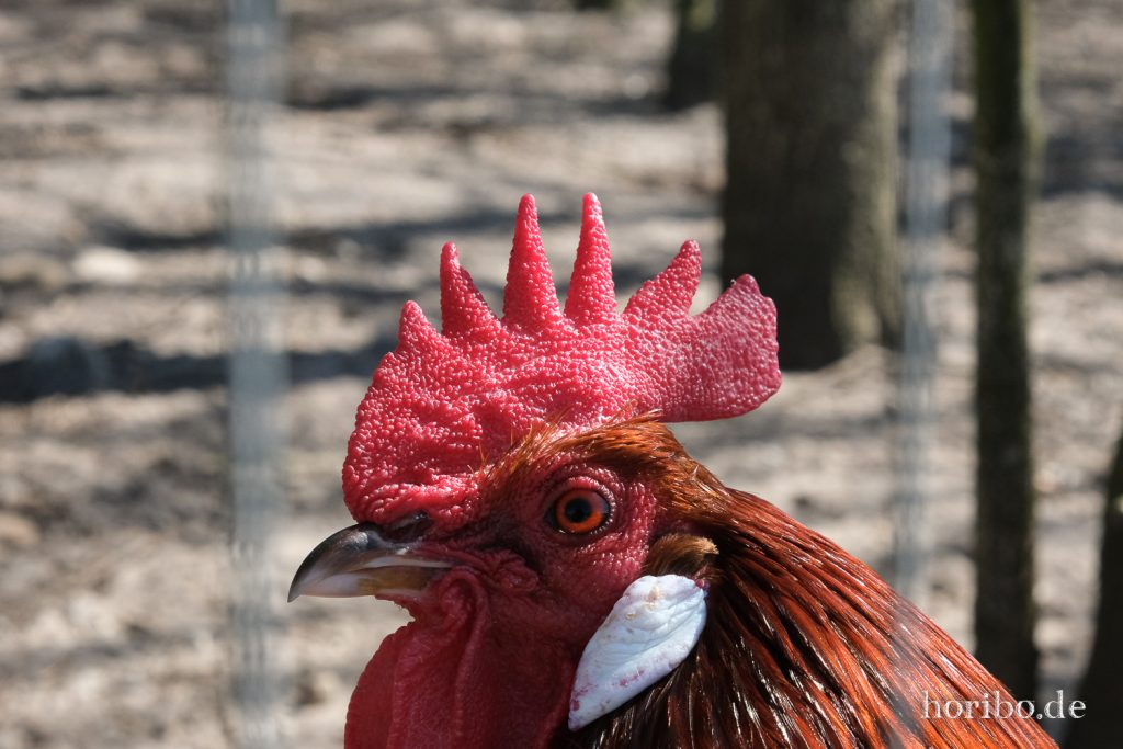 HR-22-04-28-15-06-20-4026