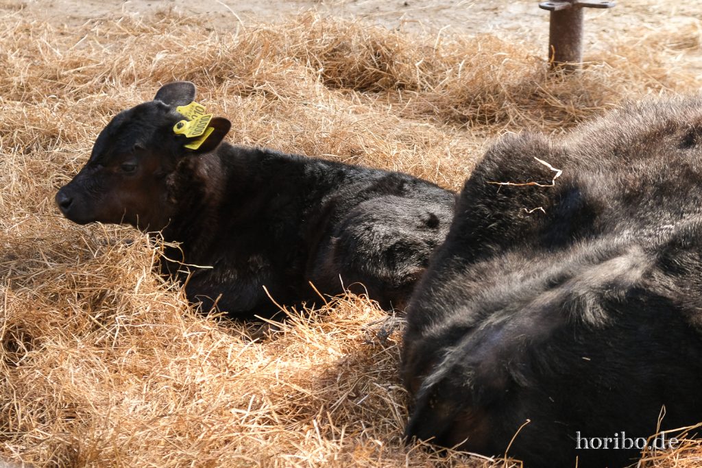 HR-22-04-28-15-28-31-4084