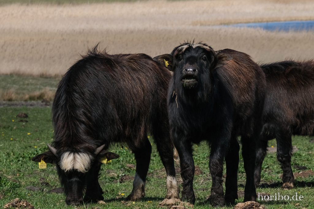 HR-22-04-28-16-01-24-4196