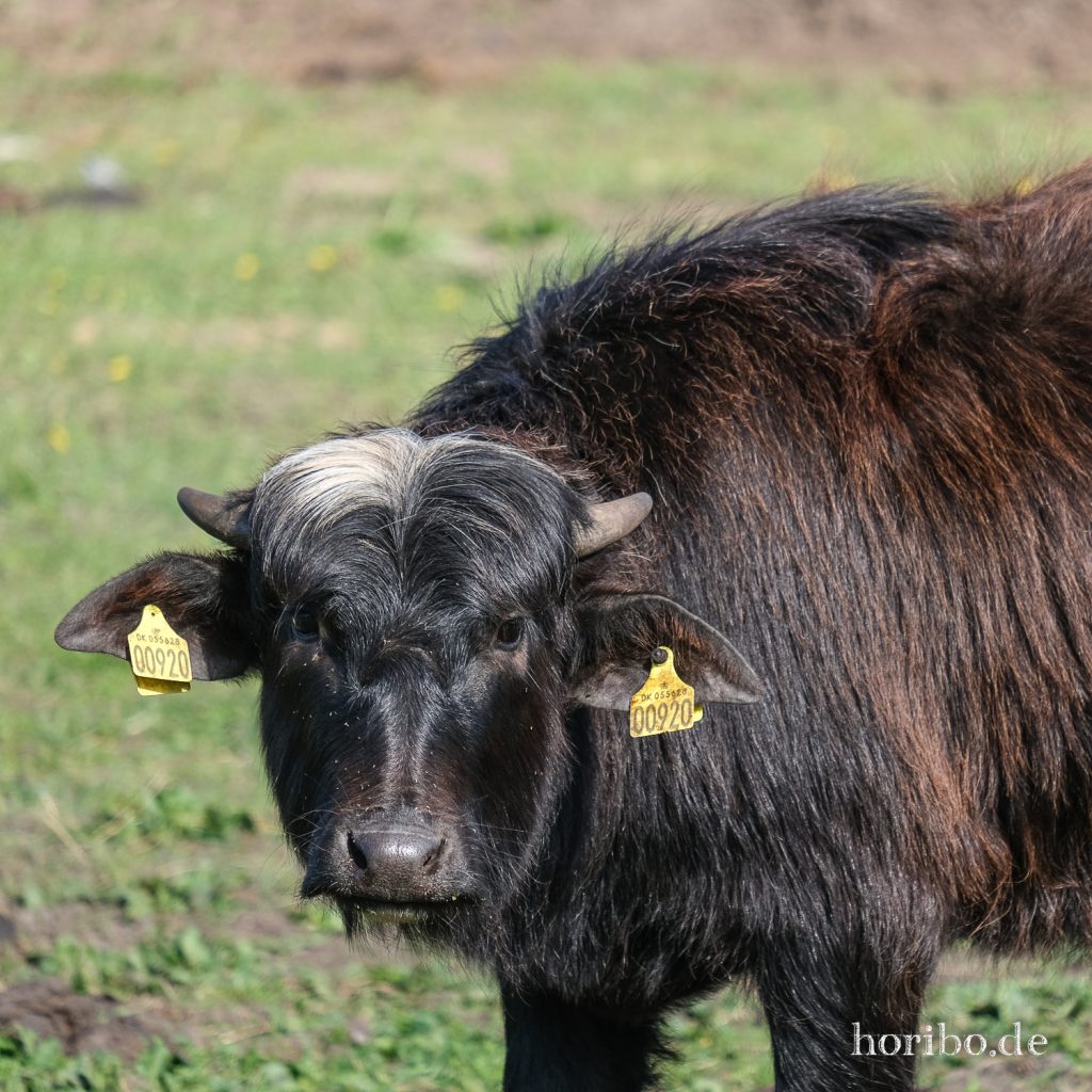 HR-22-04-28-16-03-01-4209