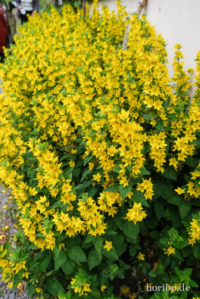 Gelbe, kniehohe Blumen in voller Blüte