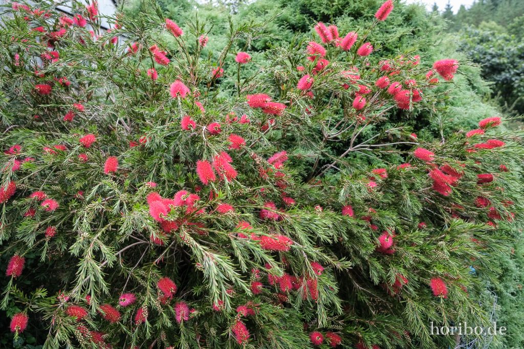 Flaschenbürstenstrauch in voller Blüte