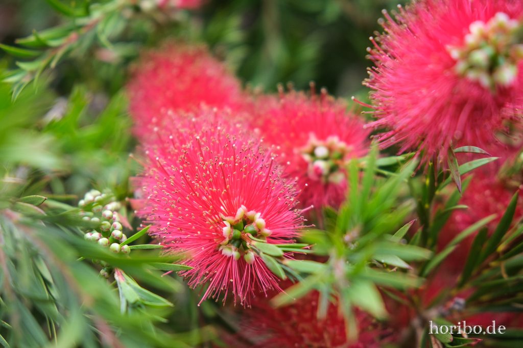 Makro von der Blüte des Flaschenbürstenstrauchs