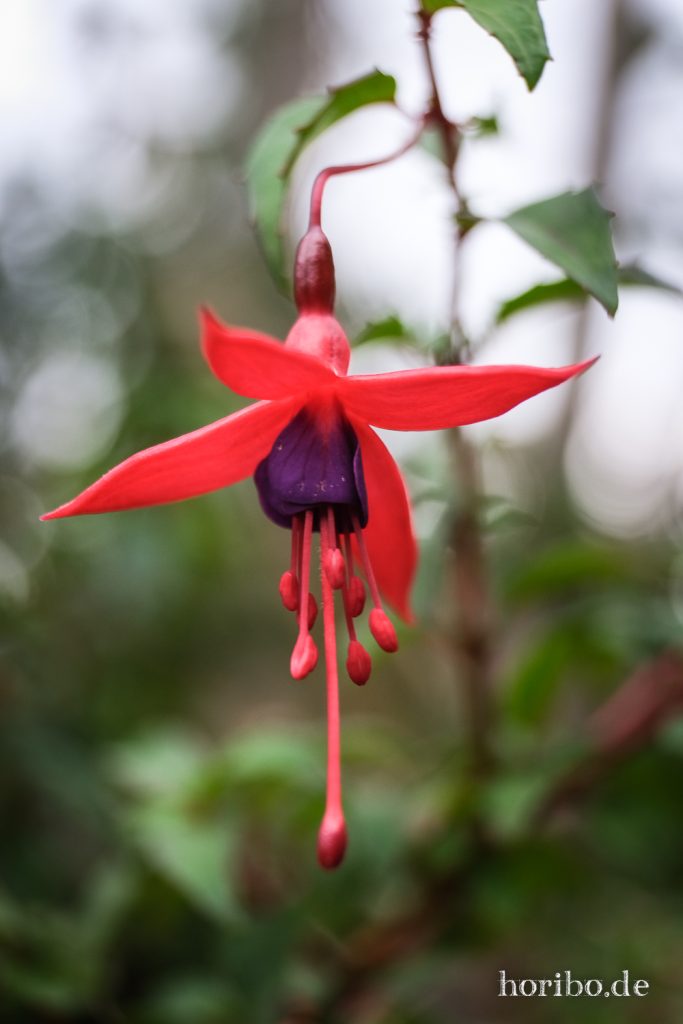 Blüte eines Tränenden Herzens