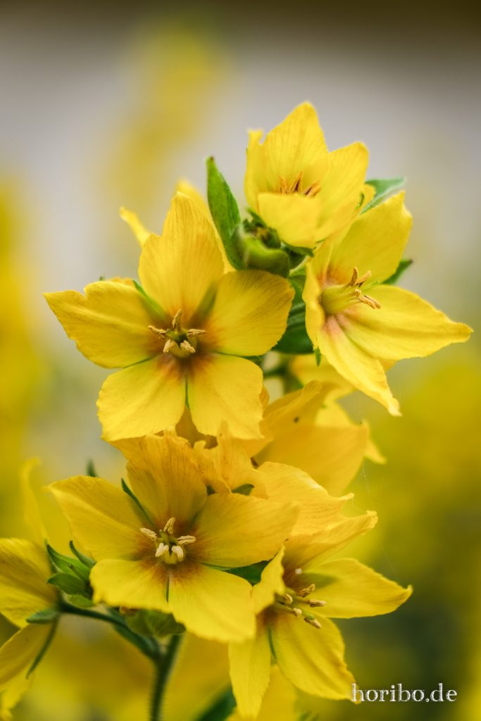Makro von mehreren gelben Blüten