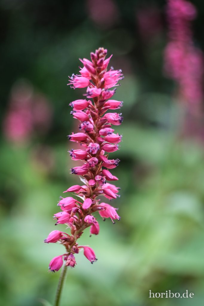 Rosa Blüten am Pflanzenstengel