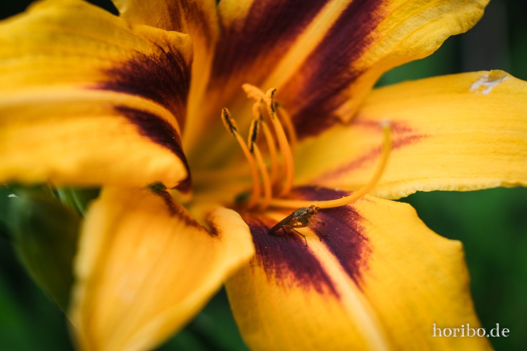 Schwertlilienblüte mit Fliege