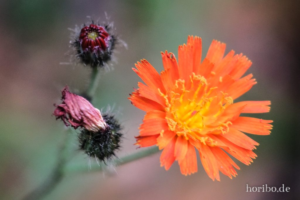 3 Blüten. Eine offen, eine Knospe und eine verwelkt