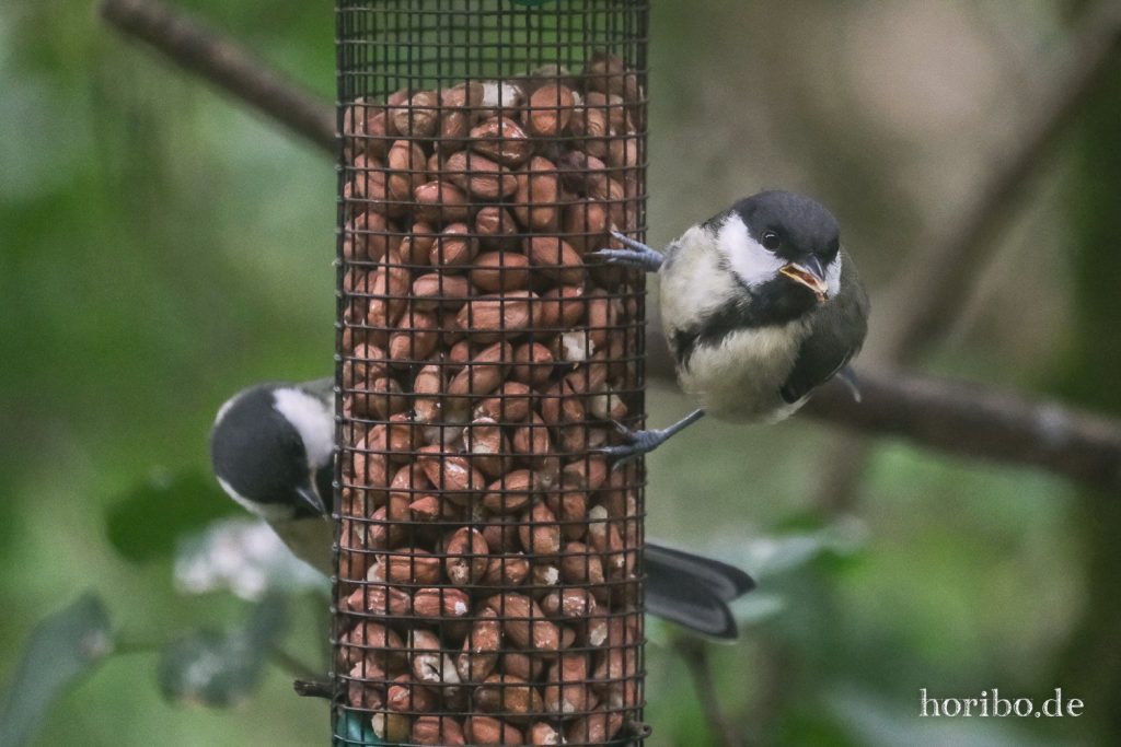 Meisen an der Futterstange