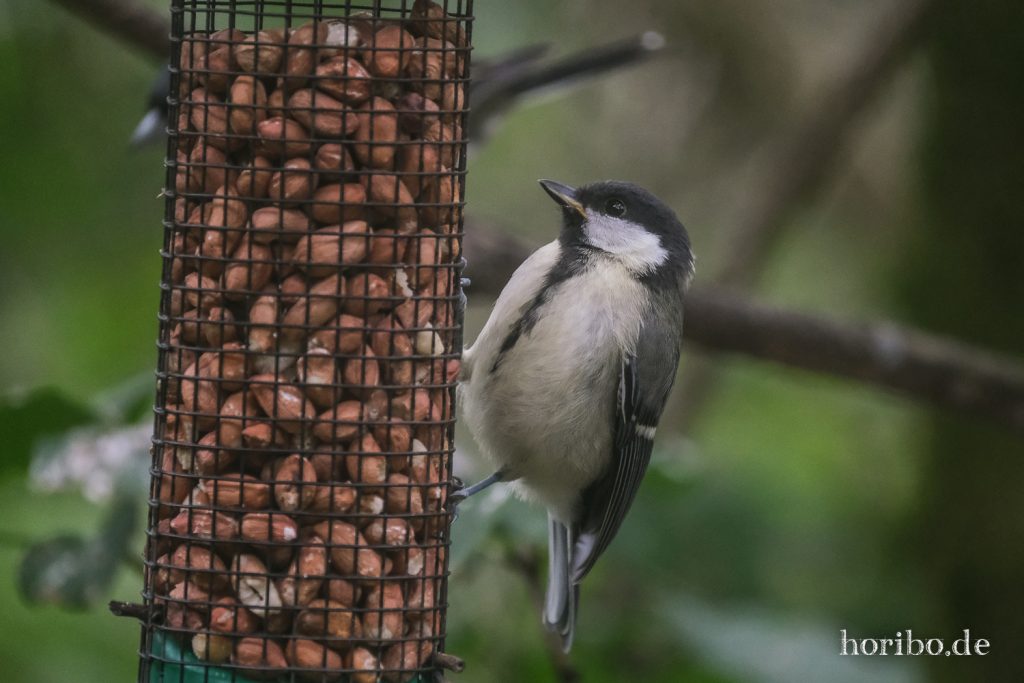 Meise an der Futterstange