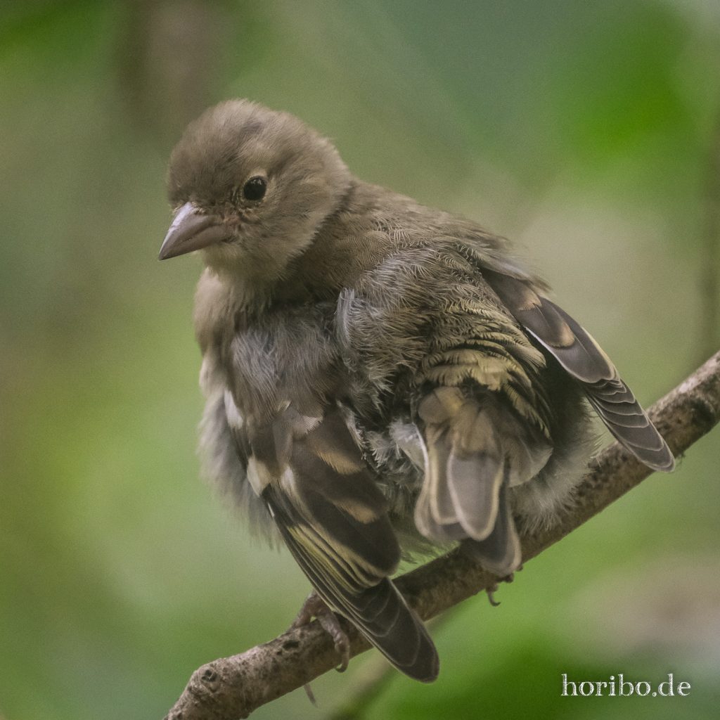 Jungvogel plustert sein Gefieder auf