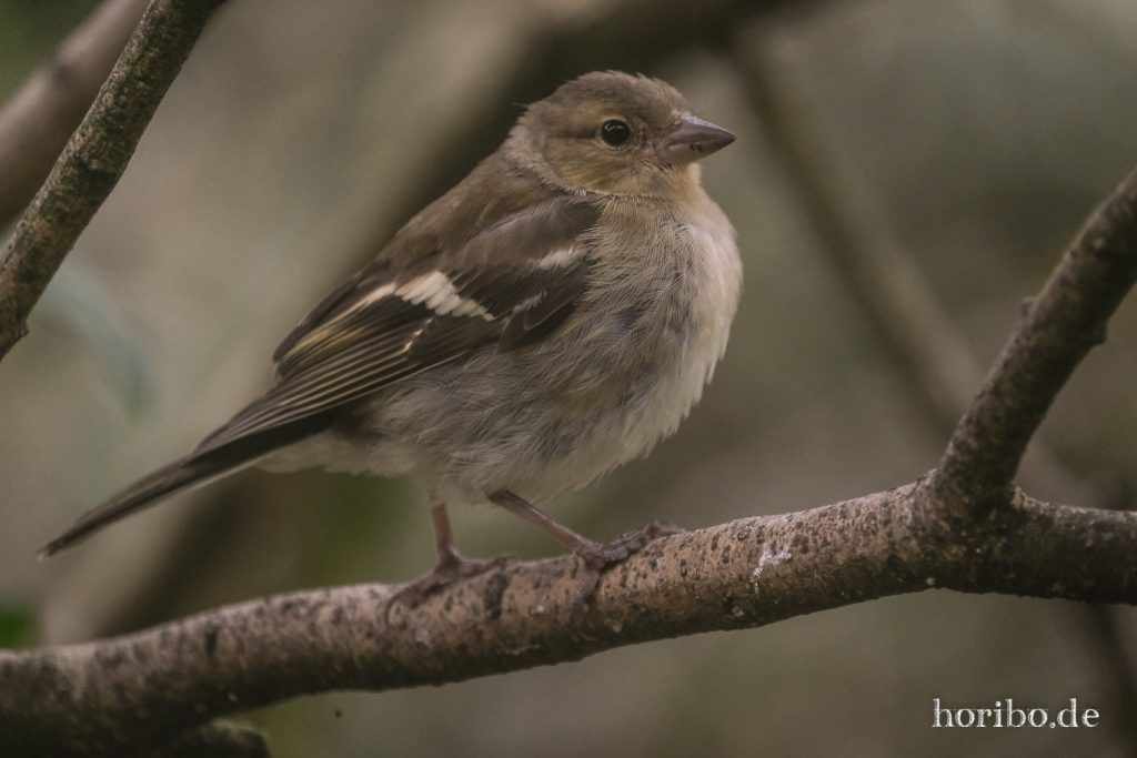 Singvogel in der Nahaufnahme