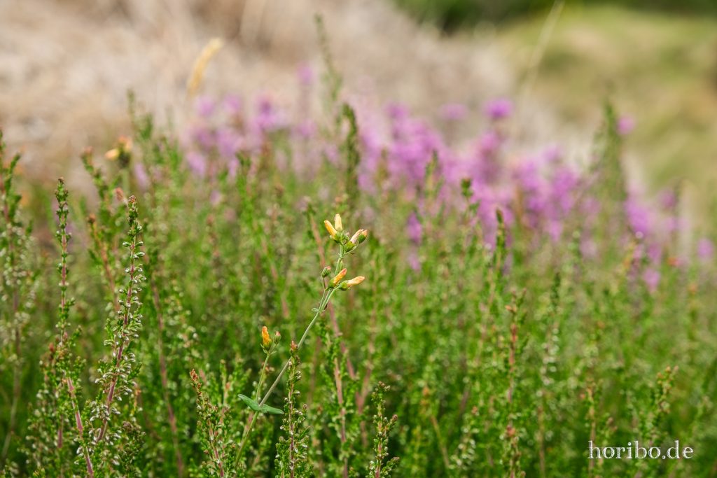 Blüten im Bonane Heritage Park