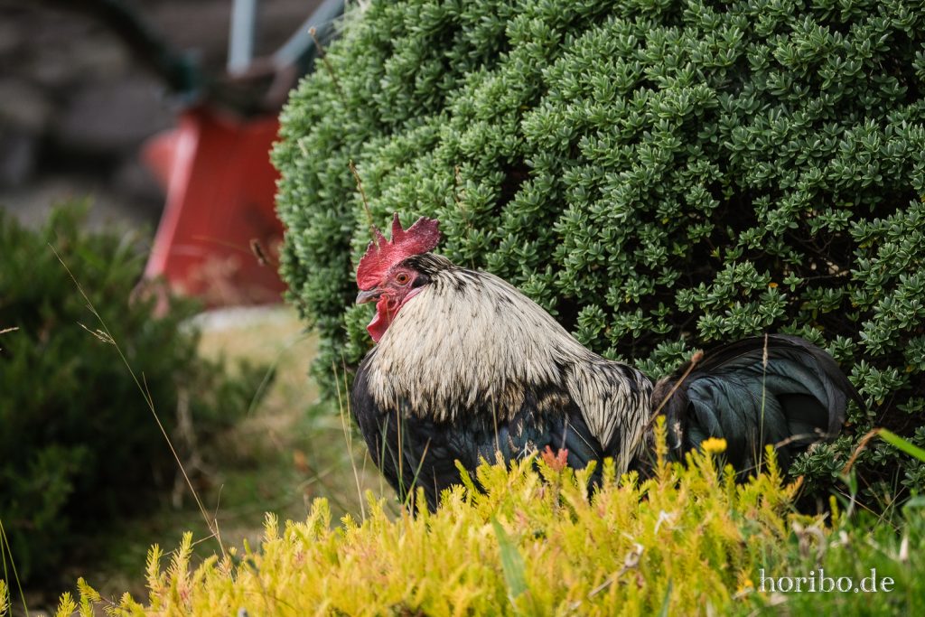 Stolzer Hahn bei Molly Gallivans Cottage