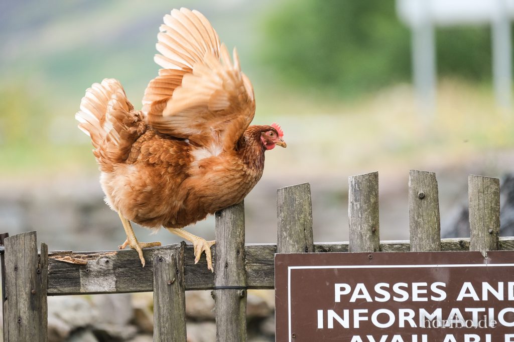 Huhn bei Molly Gallivans Cottage