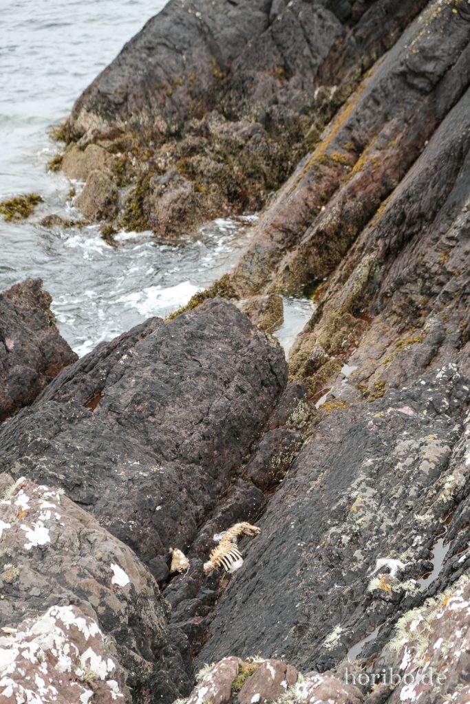 Schafgerippe am Gleesk Harbour