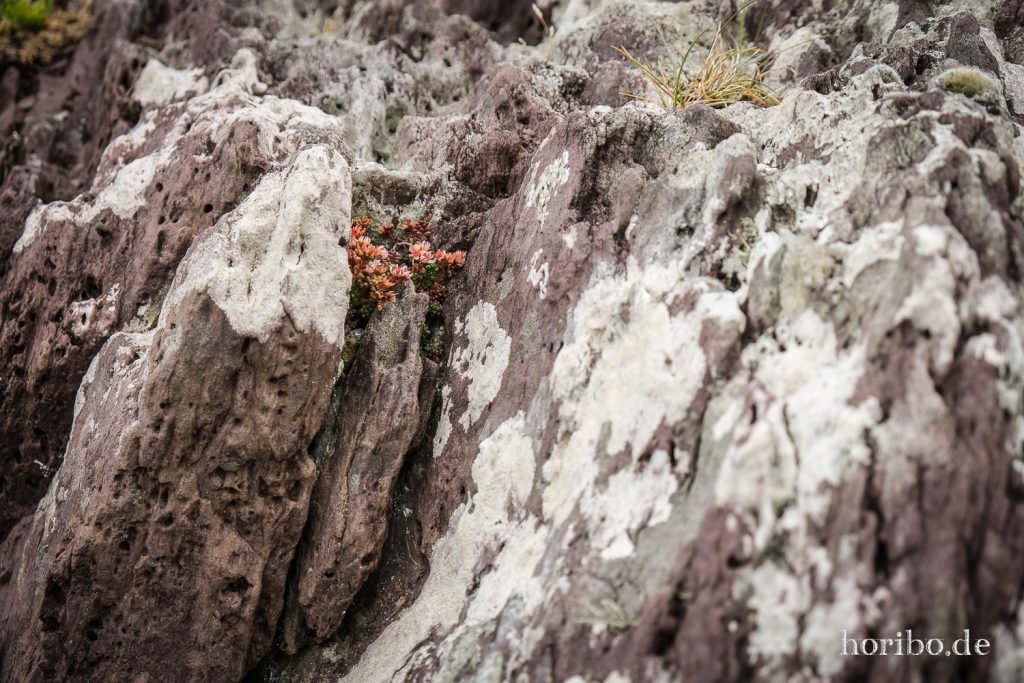 Blütenmakro am Gleesk Harbour