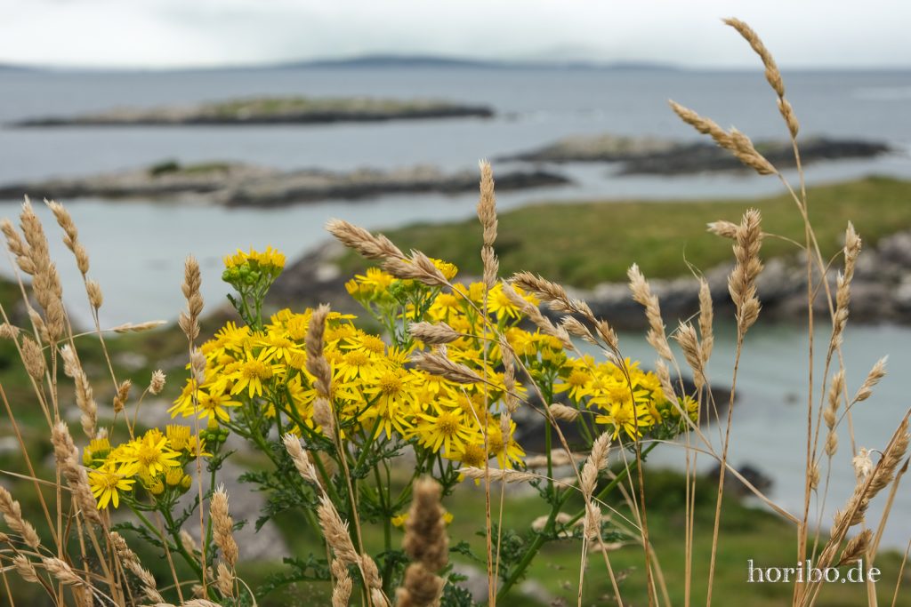 Jakobskreuzkraut in Blüte am Ring of Kerry
