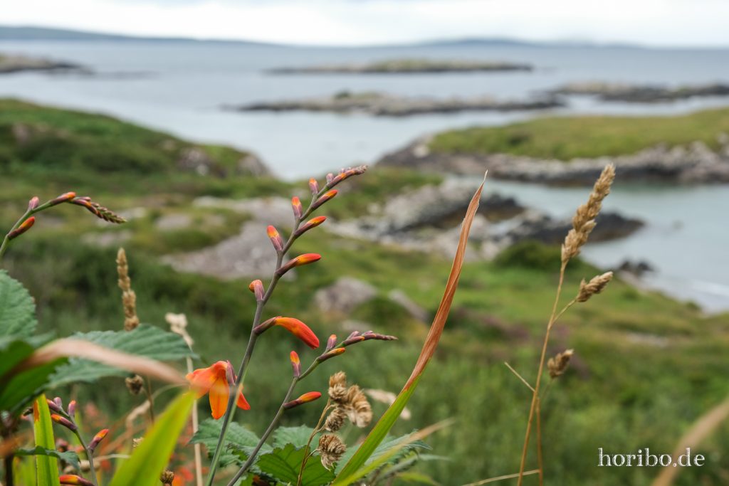 Montbretien am Ring of Kerry