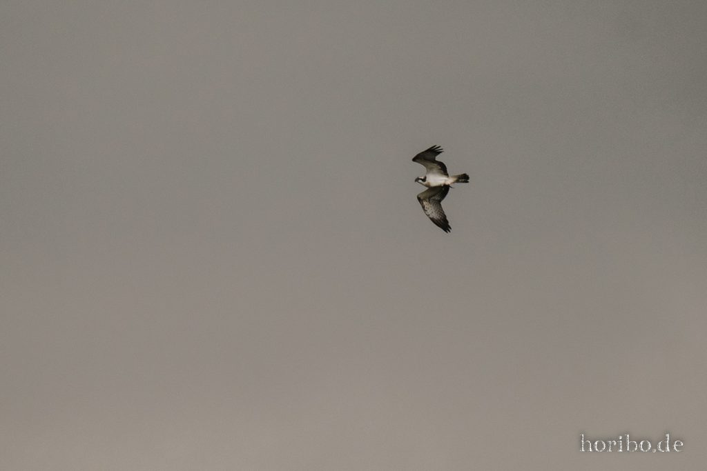 097_HR-22-09-05-18-36-12-0755