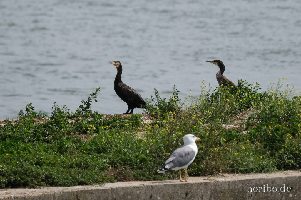 262_HR-22-09-08-13-14-05-1714