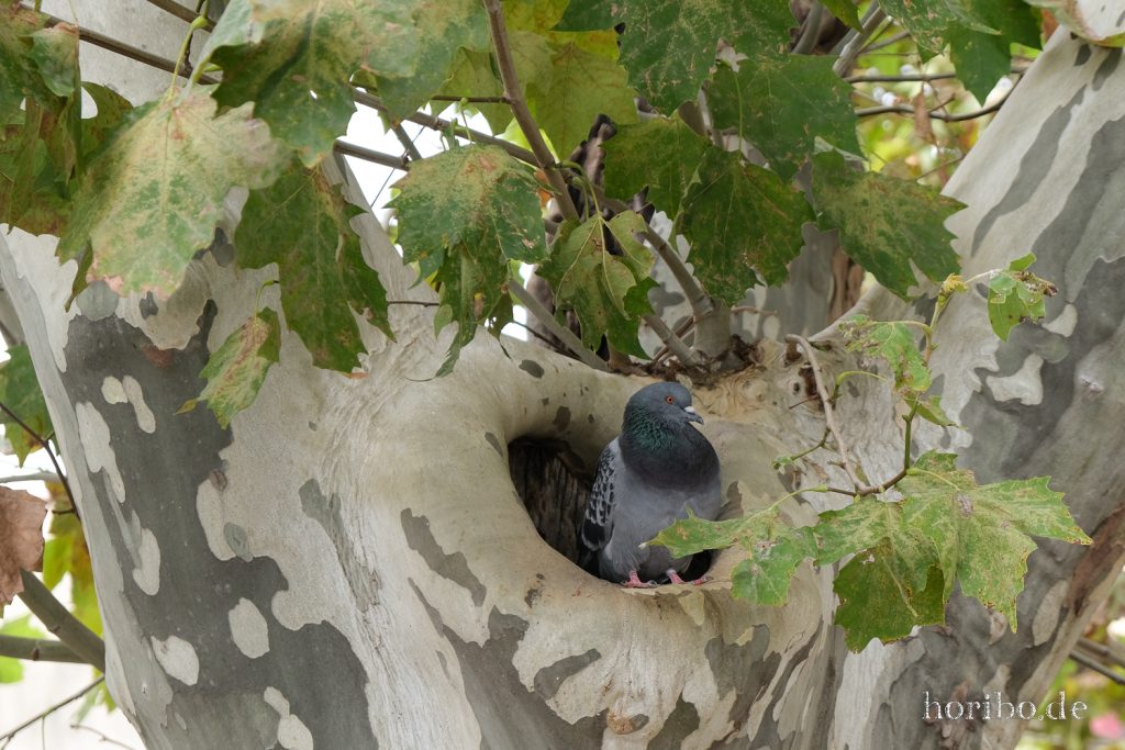 274_HR-22-09-08-16-04-51-1758