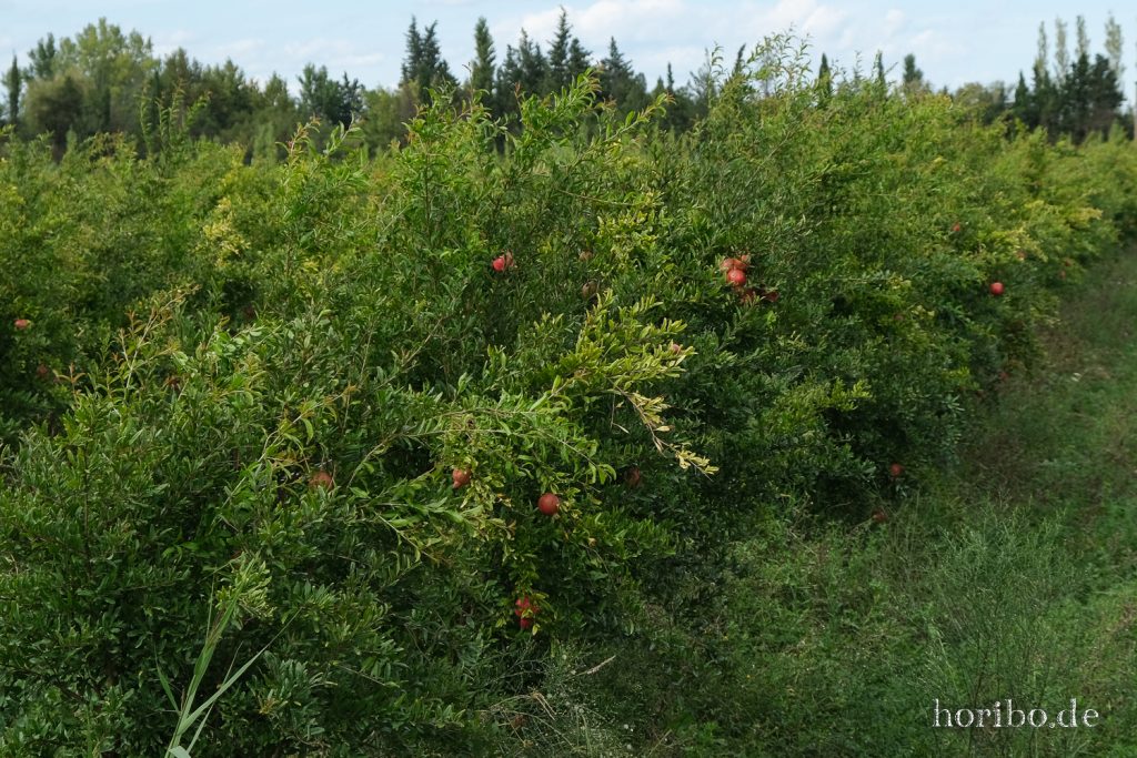 277_HR-22-09-08-16-15-52-1776